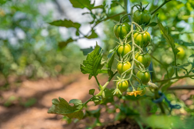 I pomodori verdi in una serra maturano al sole sull'azienda agricola