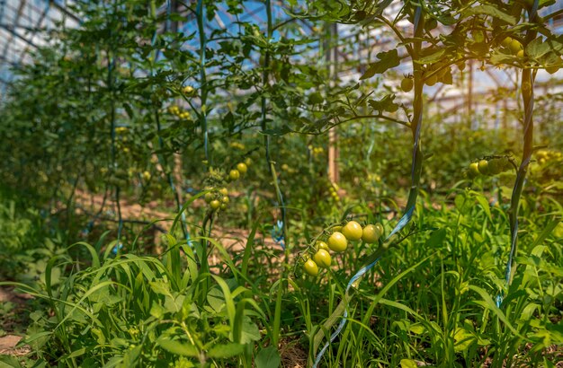 I pomodori verdi in una serra maturano al sole sull'azienda agricola