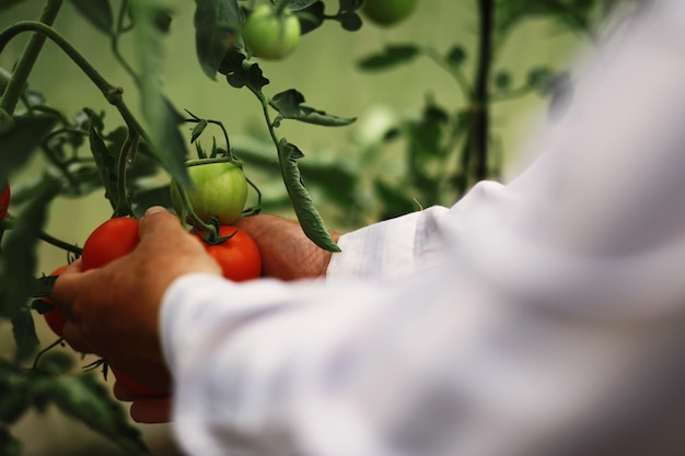 I pomodorini freschi dell'azienda agricola sui rami sono raccolti dal contadino
