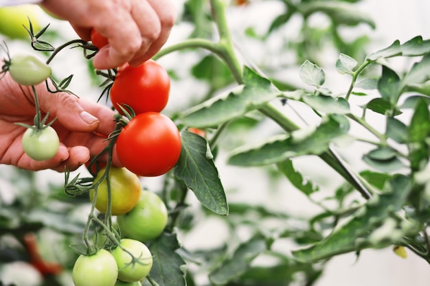 I pomodorini freschi dell'azienda agricola sui rami sono raccolti dal contadino