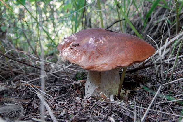 I porcini crescono nel primo piano del bosco