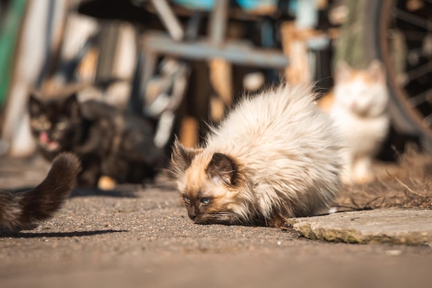 I poveri gattini randagi cercano il cibo per strada Foto di sfondo del concetto di animali senza casa