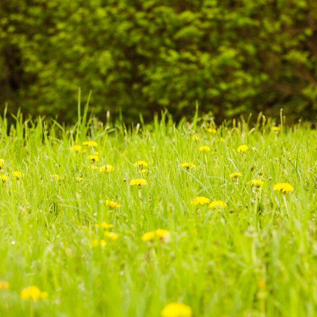 I prati primaverili in primo piano: erba verde e denti di leone