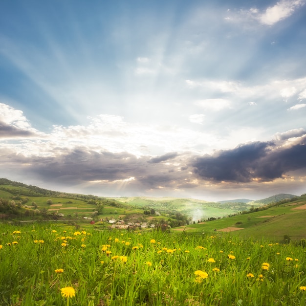 I prati primaverili si chiudono, erba verde e denti di leone