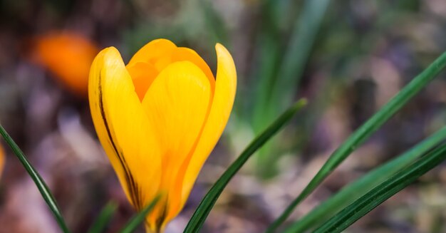 I primi crochi gialli nel giardino primaverile