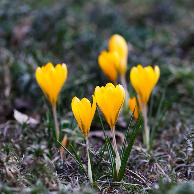 I primi crochi gialli nel giardino primaverile