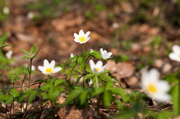 I primi fiori bianchi di bosco in primavera