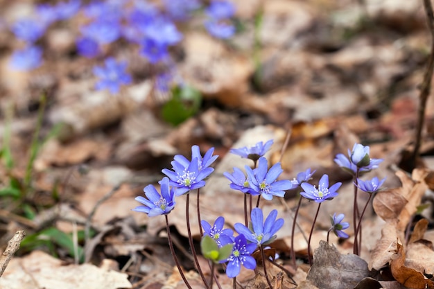 I primi fiori blu della foresta nella stagione primaverile, le piante della foresta in primavera nella foresta