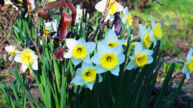 I primi fiori del parco.