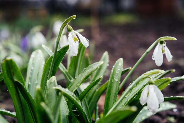 I primi fiori di bucaneve primaverili in giardino