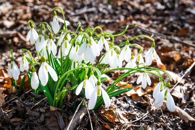 I primi fiori di bucaneve primaverili nella foresta in una giornata di sole