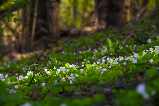 I primi fiori di campo bianchi primaverili nella foresta