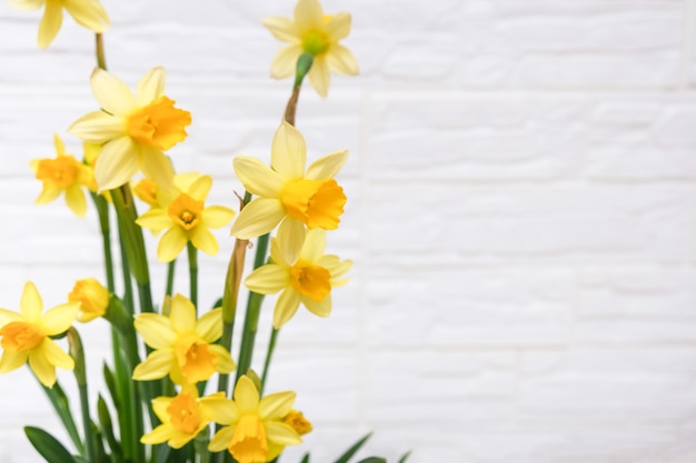 I primi fiori di narciso in fiore giallo primavera