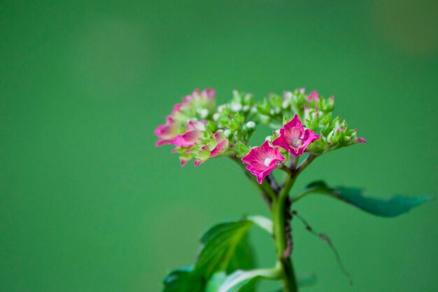 I primi fiori di un'ortensia