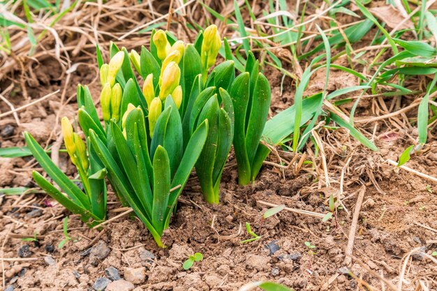 I primi fiori gialli di croco primaverili zafferano