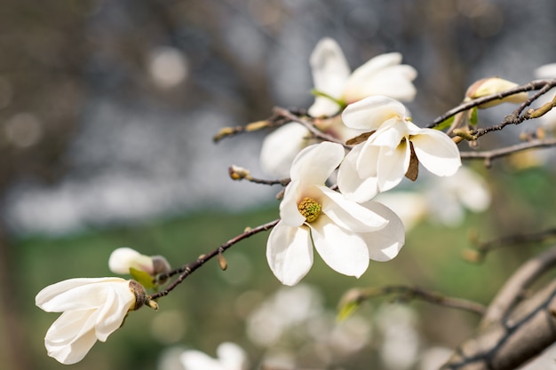 I primi fiori primaverili di magnolia su un albero in un parco cittadino