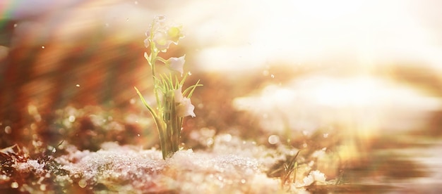 I primi fiori primaverili I bucaneve nella foresta crescono dalla neve Il bianco fiore del mughetto sotto i primi raggi del sole primaverile