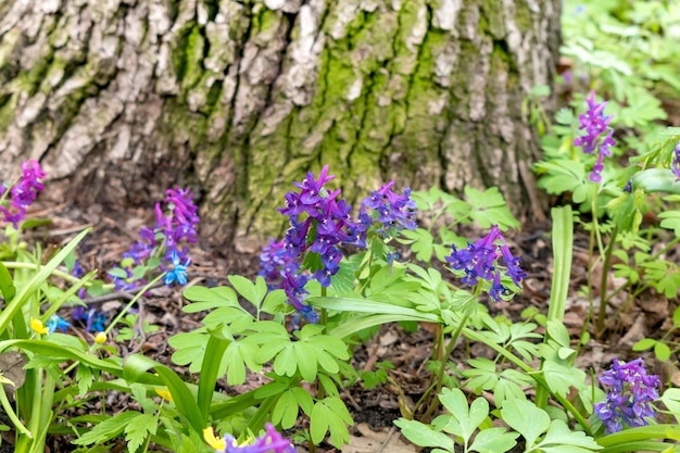 I primi fiori primaverili nella forestaCorydalisSfondo naturale