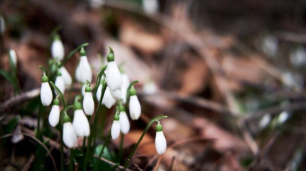 I primi fiori selvatici primaverili mostravano foglie e petali dopo il letargo