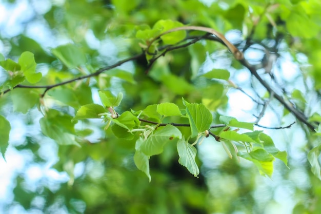 I primi germogli e foglie verdi primaverili sui rami degli alberi.