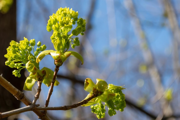 I primi germogli si aprono in una mattina di primavera