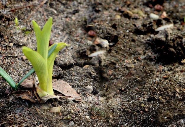 I primi germogli verdi di fiori crescono da terra Inizio della primavera Concetto di giardinaggio e agricoltura