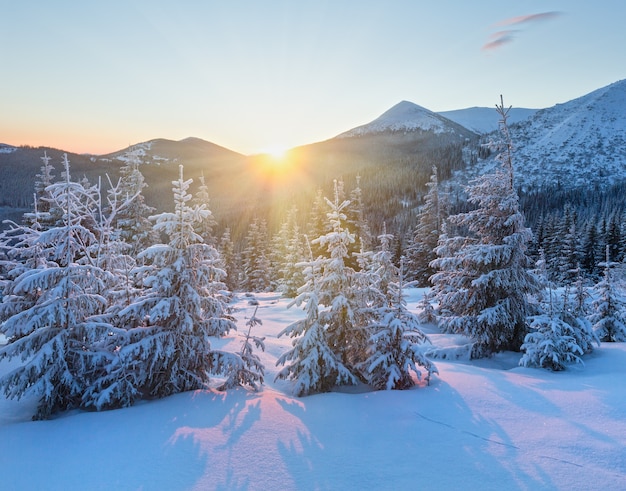 I primi raggi del sole e il paesaggio montano invernale con abeti innevati sul pendio