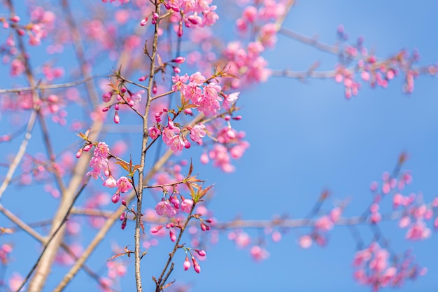 I Prunus cerasoides sono di un bel rosa in natura