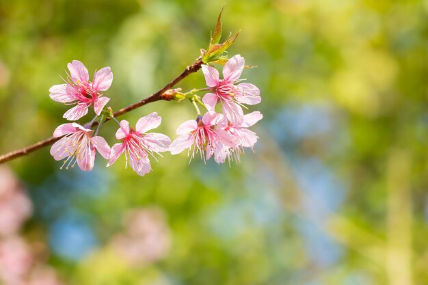 I Prunus cerasoides sono di un bel rosa in natura