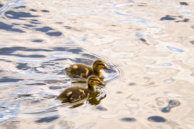 I pulcini delle anatre nuotano nel fiume Piccoli uccelli acquatici con soffici piume Foto di animali