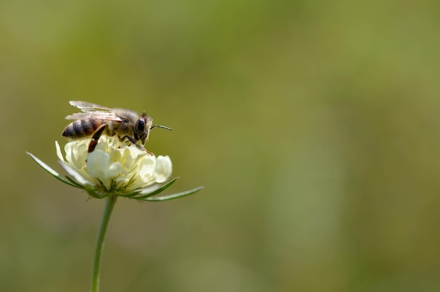 I puntaspilli crema fioriscono con una macro dell'ape da vicino