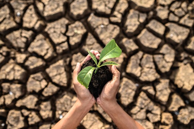 I ragazzi stanno tenendo le piantine sono in terra secca in un mondo che si sta riscaldando