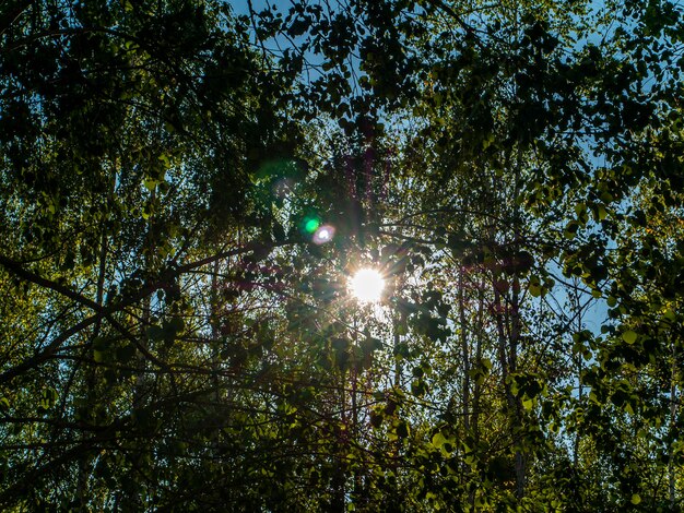 I raggi del sole attraverso i rami di un albero di betulla