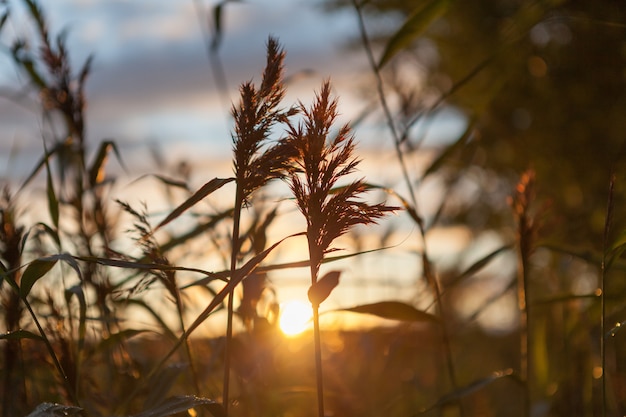 I raggi del sole attraverso le canne.