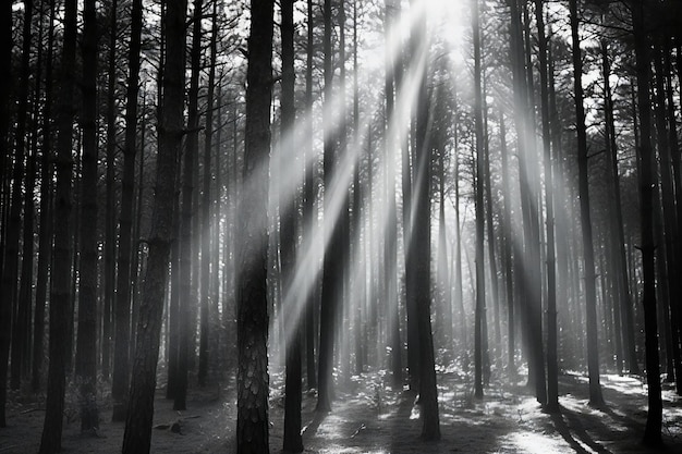 I raggi del sole brillano attraverso gli alberi della foresta in bianco e nero