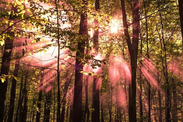 I raggi del sole brillano attraverso gli alberi in autunno