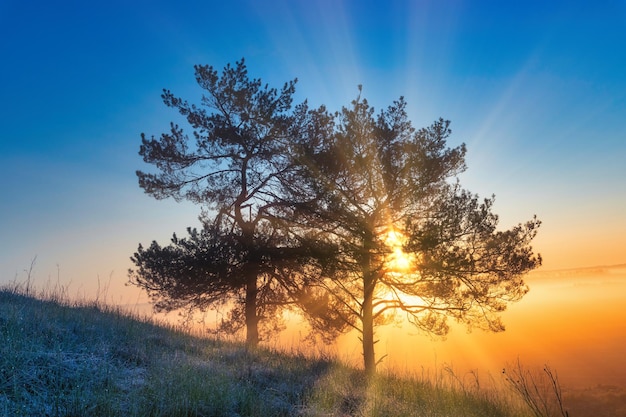 I raggi del sole brillano attraverso i rami degli alberi ai margini della foresta