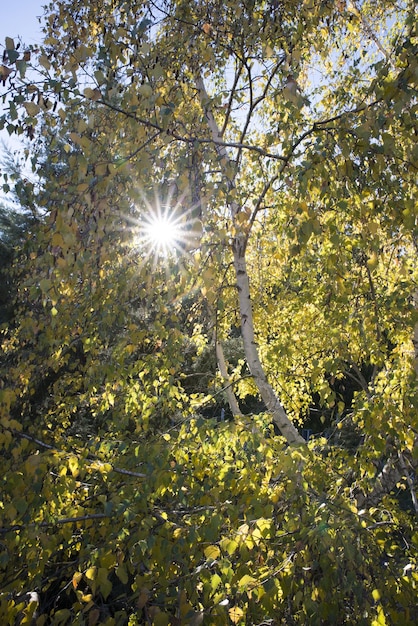 I raggi del sole che brillano attraverso gli alberi sullo sfondo della natura