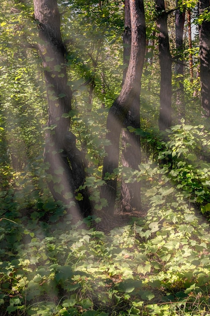 I raggi del sole che brillano attraverso i rami degli alberi