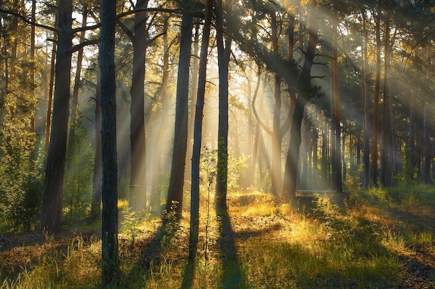 I raggi del sole del mattino risvegliano la natura