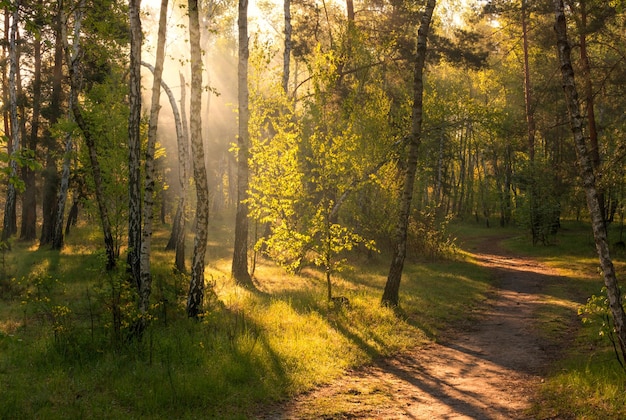 I raggi del sole del mattino risvegliano la natura