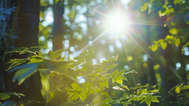I raggi del sole dello yoga dei boschi sfocati si filtrano attraverso gli alberi lanciando un bagliore sognante su un luogo isolato