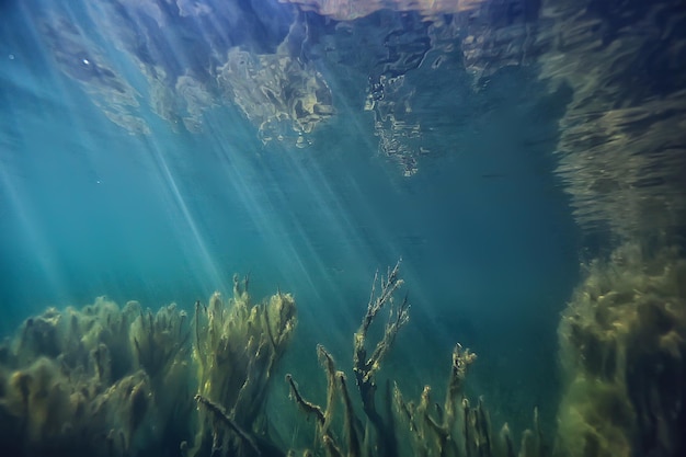 i raggi del sole paesaggio sottomarino del fiume / paesaggio sottomarino astratto piante ecosistema fresco