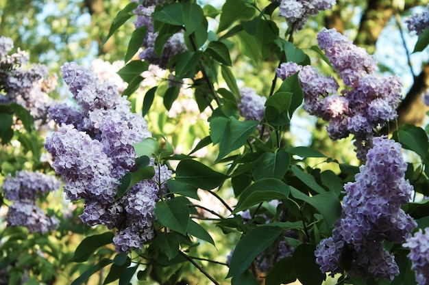 I raggi del sole sfondano i fiori di un delicato bellissimo lillà