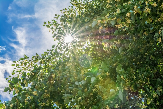 I raggi del sole sfondano il folto fogliame di un tiglio in fiore Paesaggio estivo