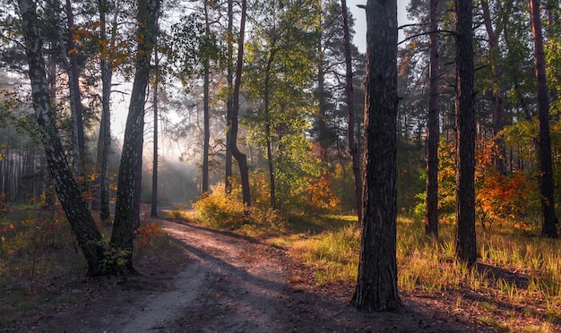 I raggi del sole trafiggono i rami degli alberi. Bella mattina d'autunno nella foresta