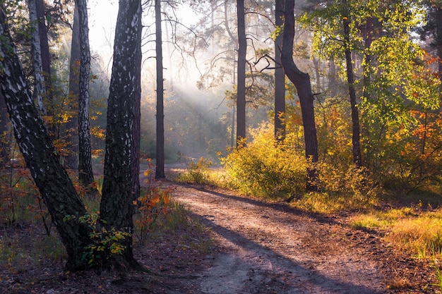 I raggi del sole trafiggono i rami degli alberi. Bella mattina d'autunno nella foresta