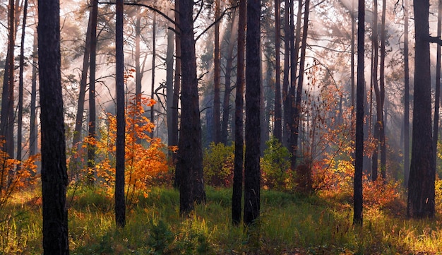 I raggi del sole trafiggono i rami degli alberi. Bella mattina d'autunno nella foresta