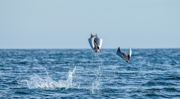 I raggi della Mobula sono salti fuori dall'acqua