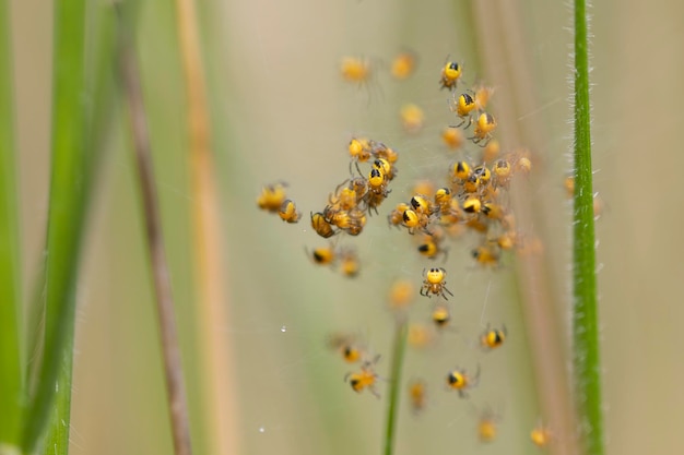 I ragni della specie araneus diadematus nella loro tela hanno sparso molti bambini neri e gialli Macrofotografia Orizzontale e dettaglio dello spazio di copia